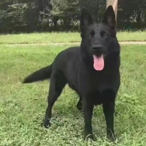 大型东德牧羊犬幼崽活体纯黑看家护院警犬护卫放羊狗