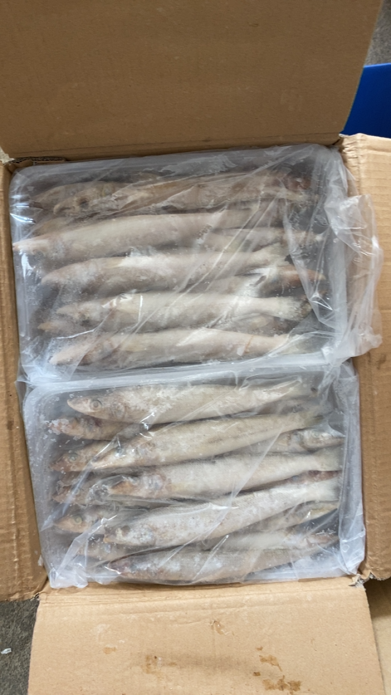 沙丁鱼沙尖鱼沙梭鱼新鲜速冻海鱼烧烤食材金沙丁