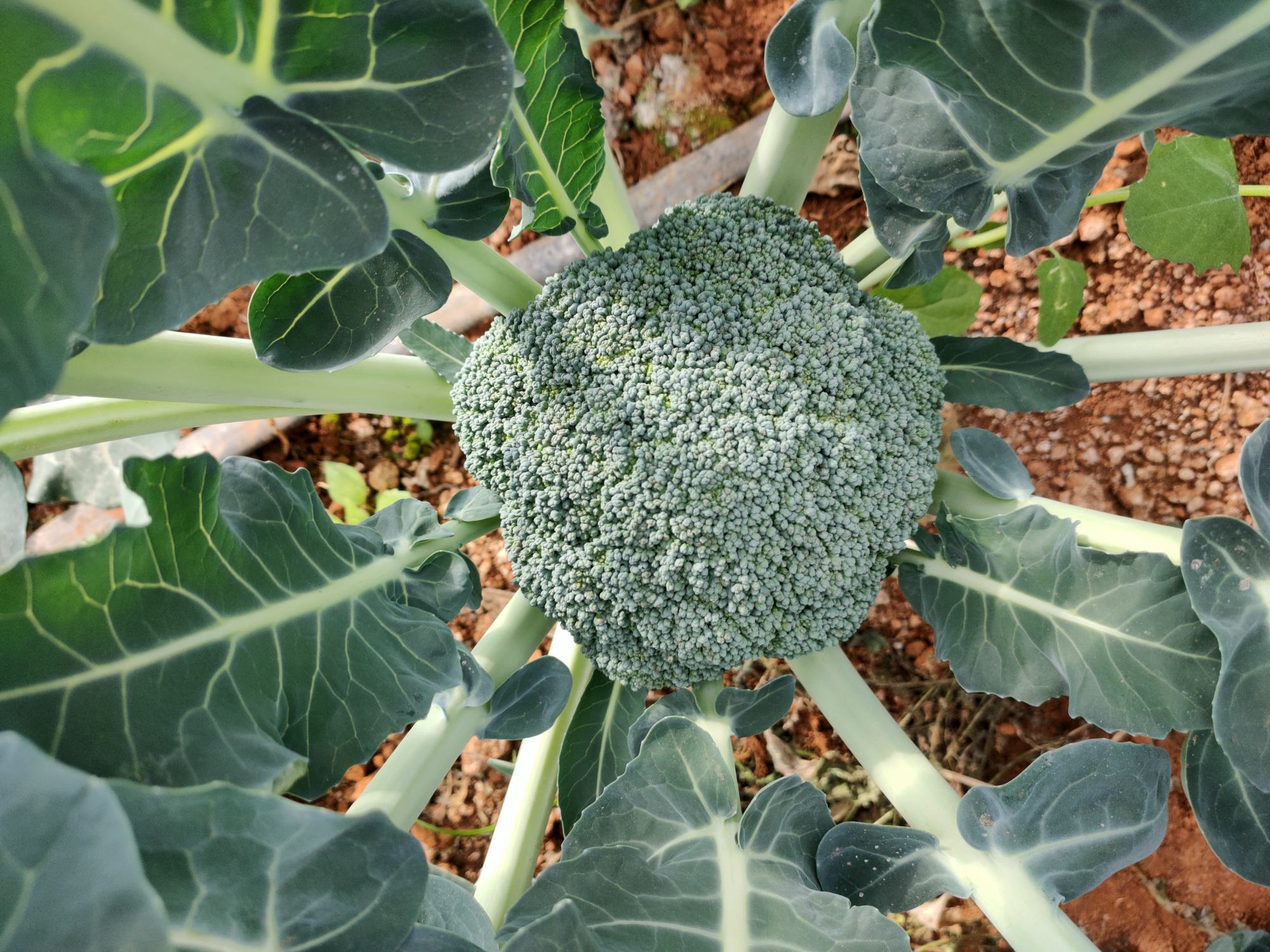 西兰花特写展示其绿色花蕾和茎部结构