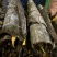 黄柏、川黄柏