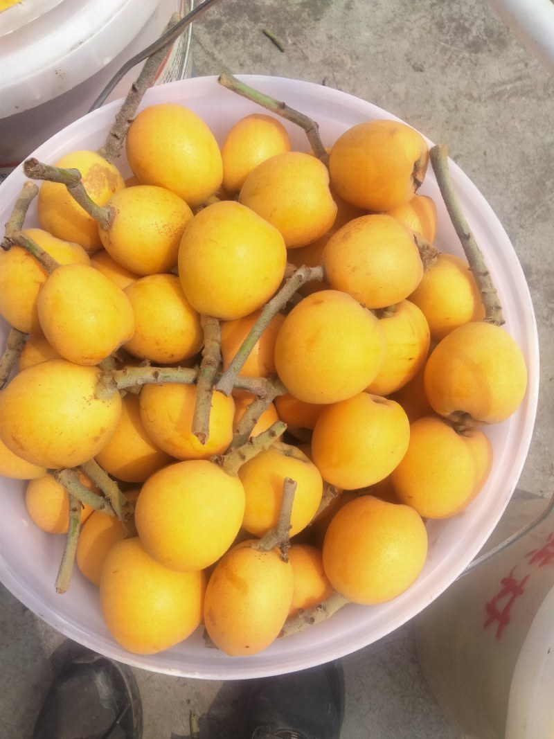 宜宾枇杷