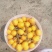 宜宾枇杷