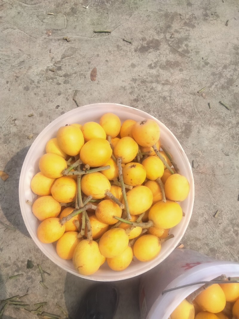 宜宾枇杷