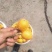 宜宾枇杷
