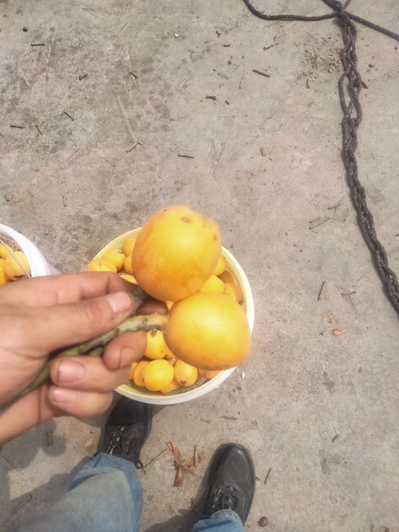 宜宾枇杷