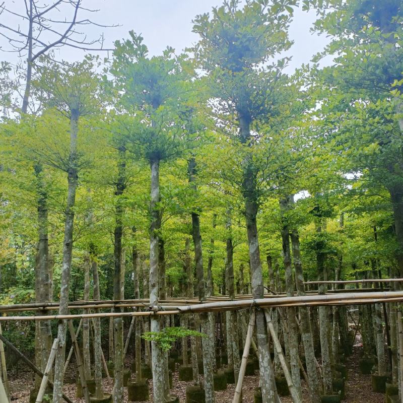 细叶榄仁
