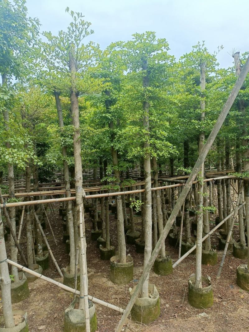 细叶榄仁