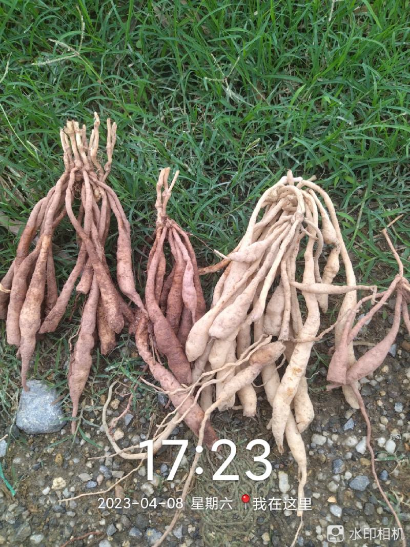 紫花百部苗