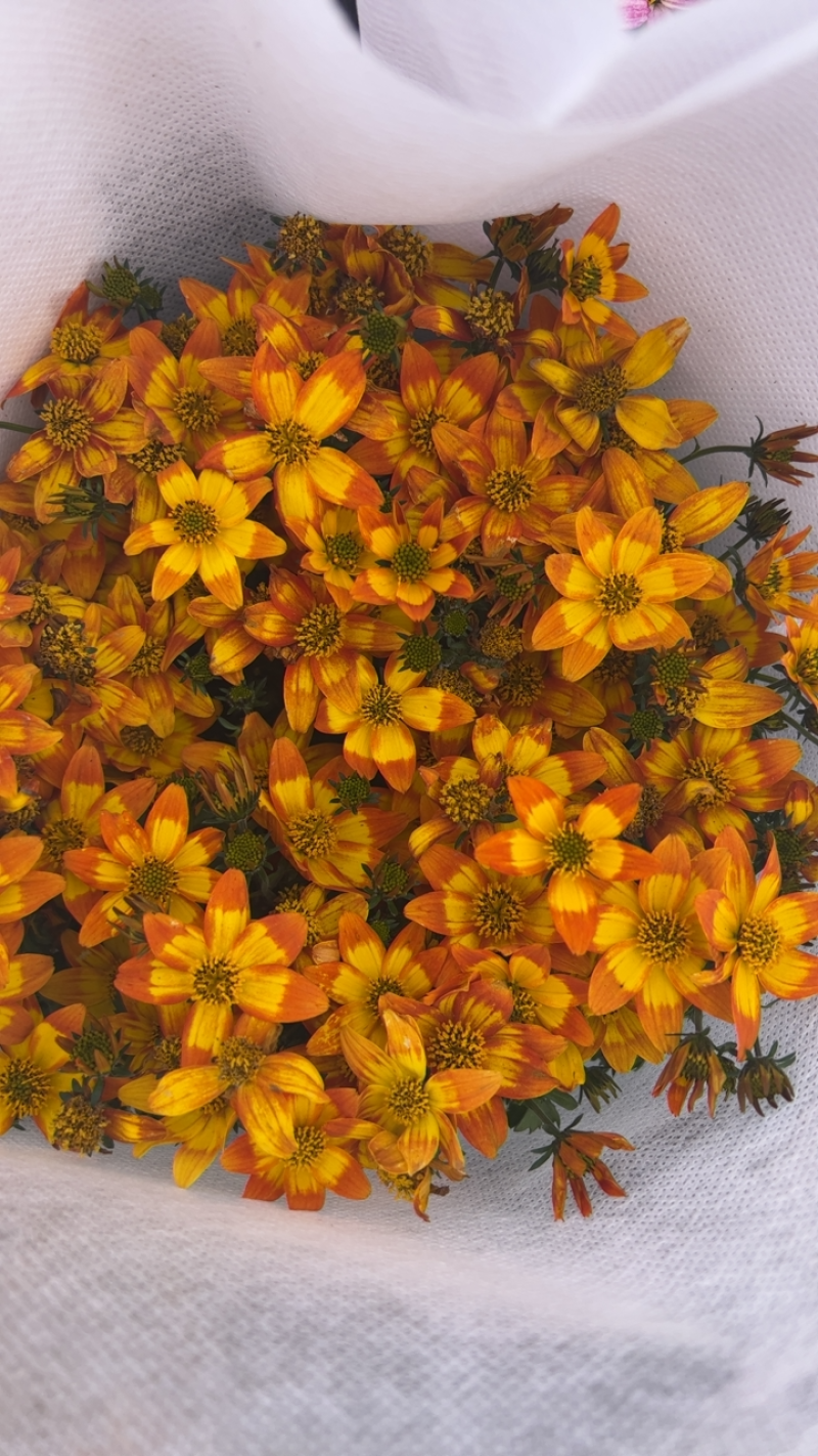 鬼针草