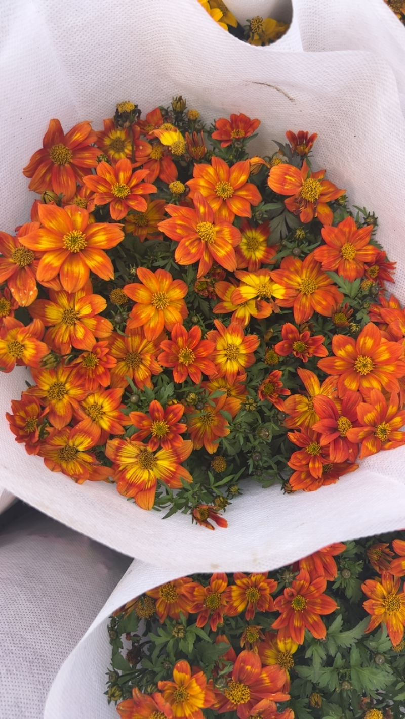 鬼针草