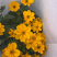 鬼针草