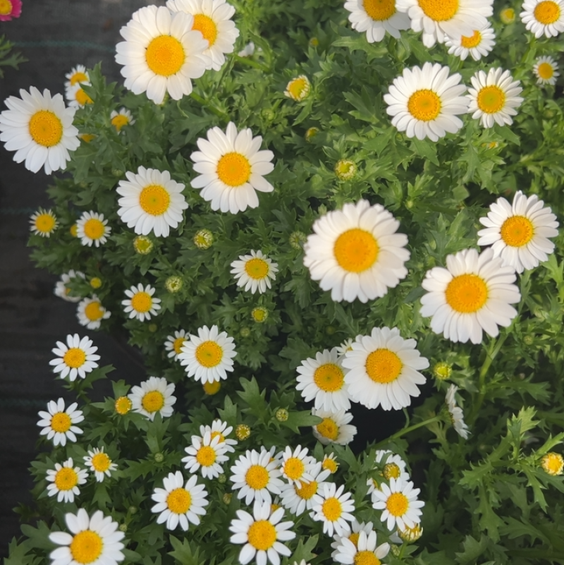 白金菊