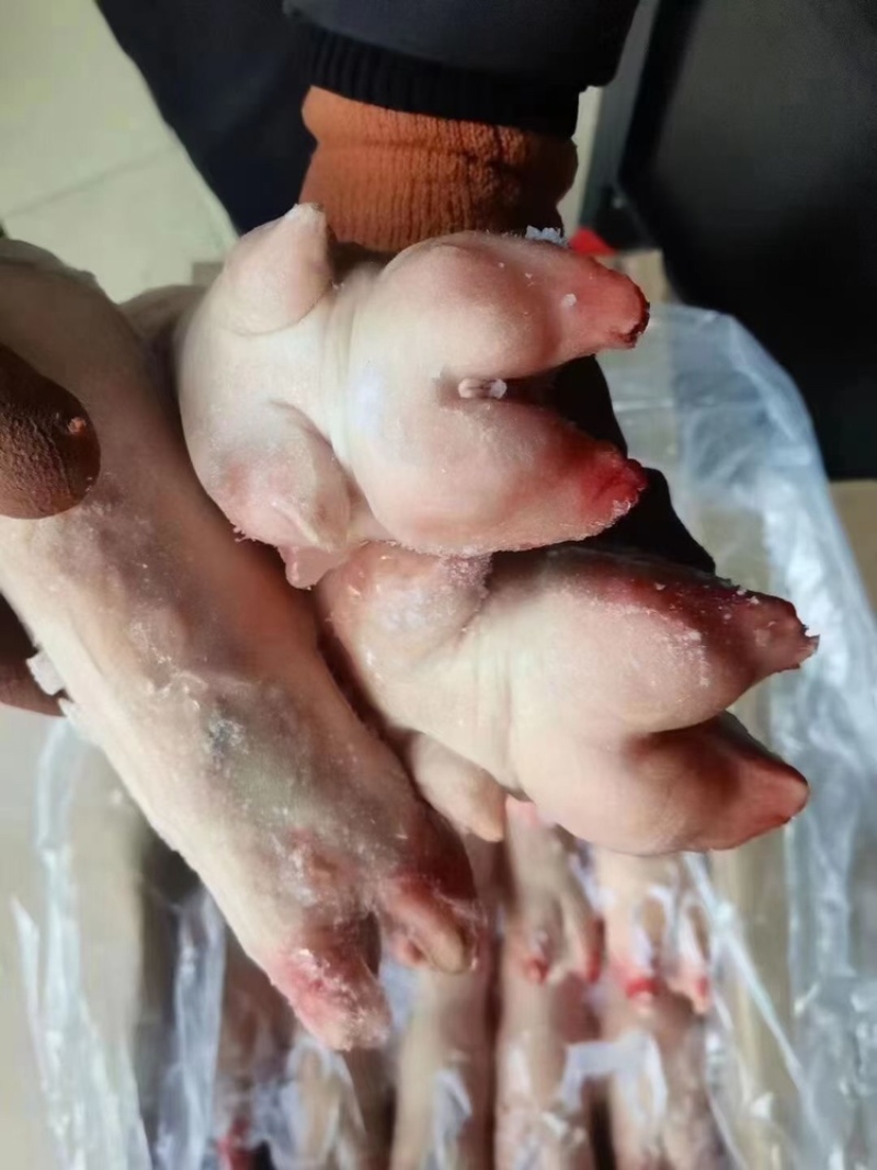 一级带筋前蹄一手货源证件齐全全国发货食材供应