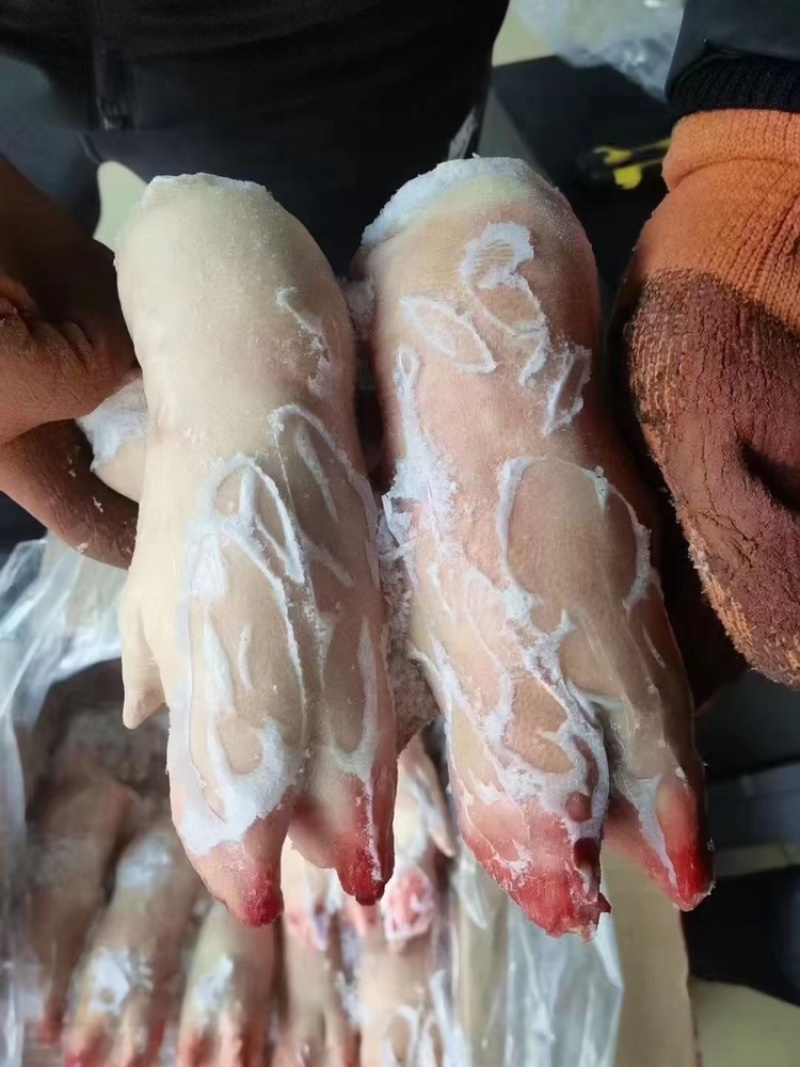 一级带筋前蹄一手货源证件齐全全国发货食材供应