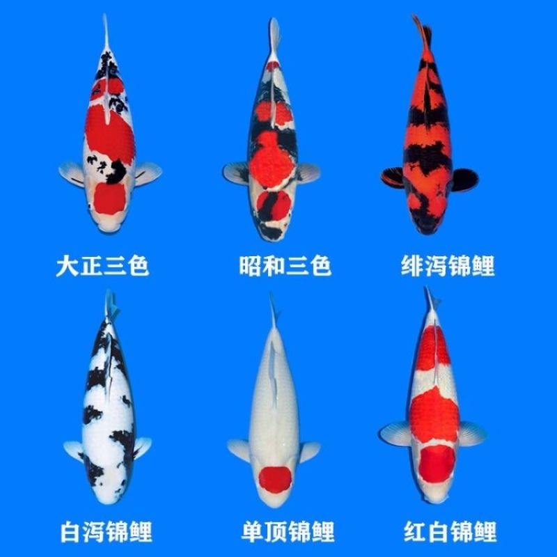 锦鲤活鱼日本纯种红白三色黄金招财龙凤观赏鱼好养包活淡水冷