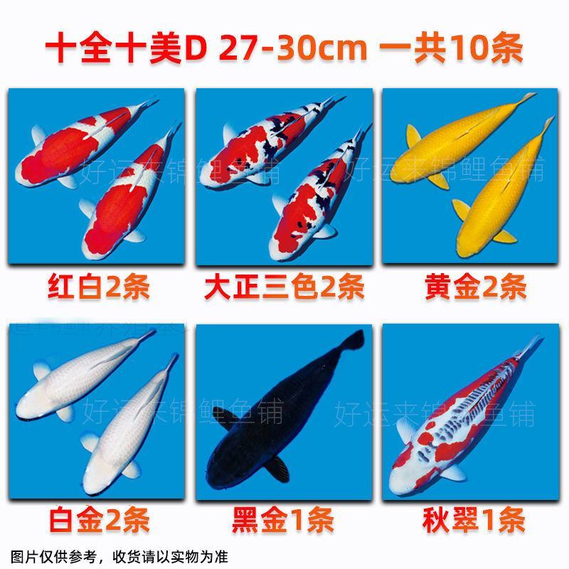 锦鲤活鱼日本纯种红白三色黄金招财龙凤观赏鱼好养包活淡水冷
