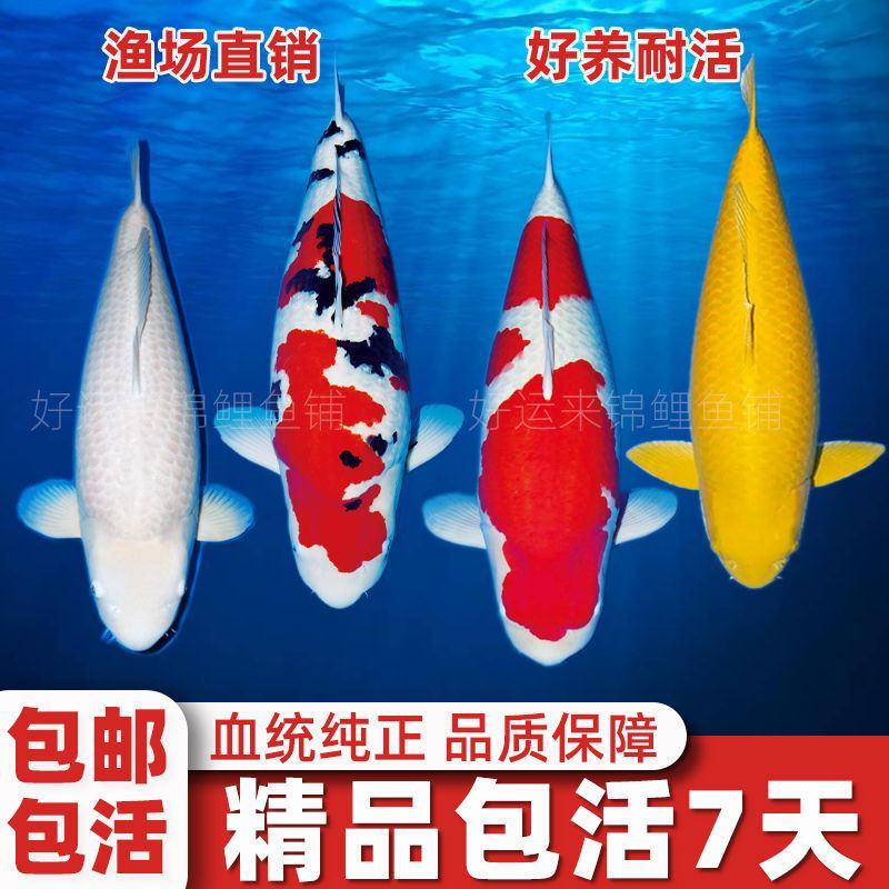 锦鲤活鱼日本纯种红白三色黄金招财龙凤观赏鱼好养包活淡水冷