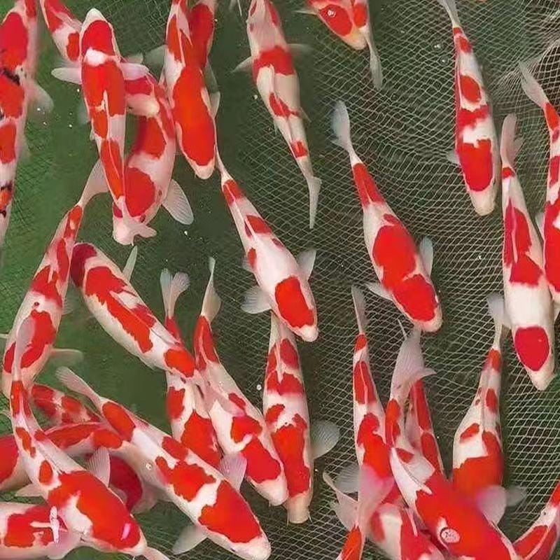 锦鲤活鱼日本纯种红白三色黄金招财龙凤观赏鱼好养包活淡水冷