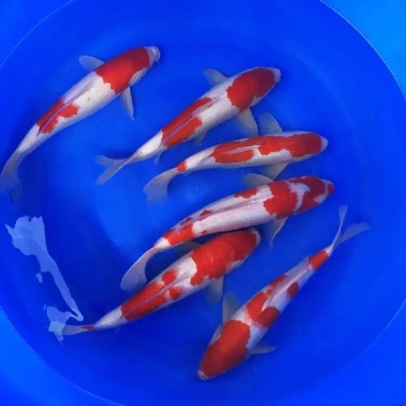 锦鲤活鱼日本纯种红白三色黄金招财龙凤观赏鱼好养包活淡水冷