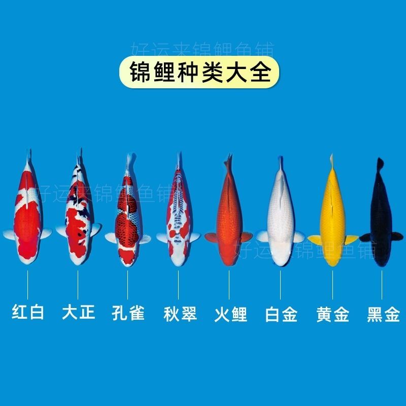 锦鲤活鱼日本纯种红白三色黄金招财龙凤观赏鱼好养包活淡水冷