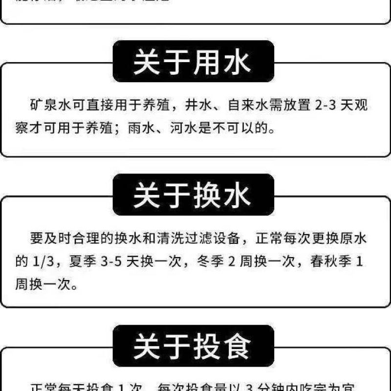 活鱼冷水观赏鱼懒人鱼养不死耐活锦鲤鱼苗活