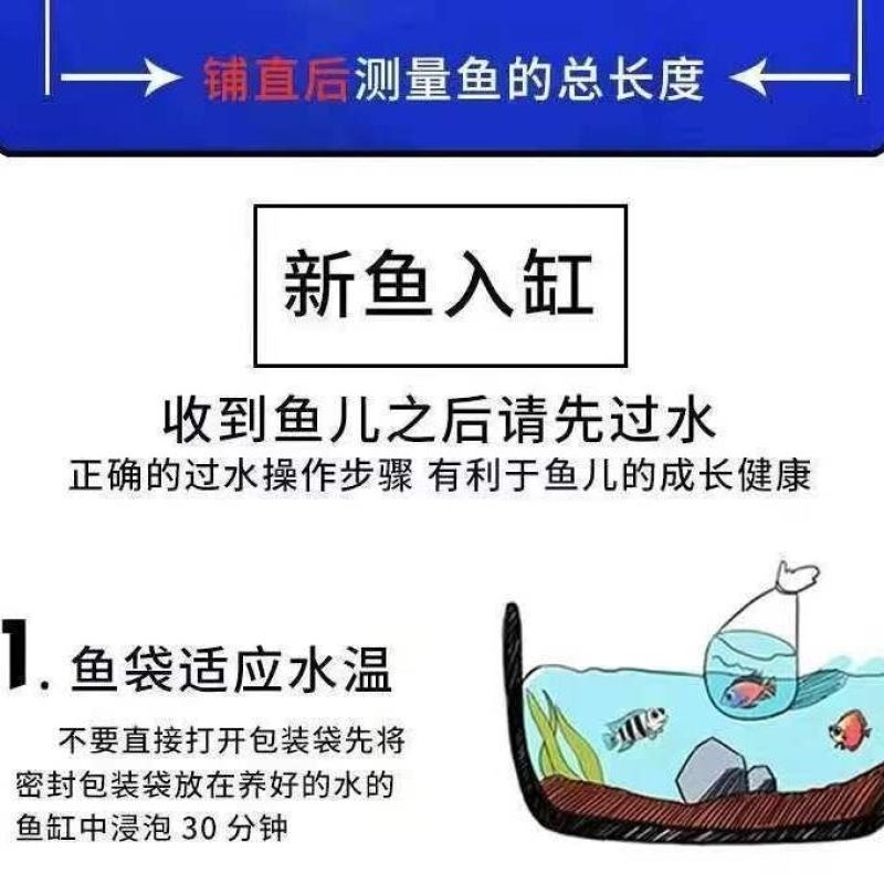 活鱼冷水观赏鱼懒人鱼养不死耐活锦鲤鱼苗活