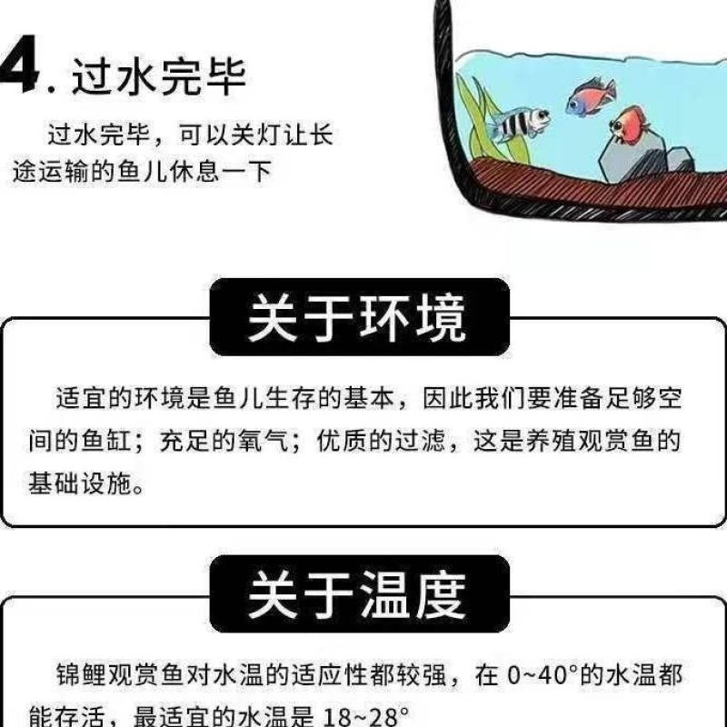 活鱼冷水观赏鱼懒人鱼养不死耐活锦鲤鱼苗活