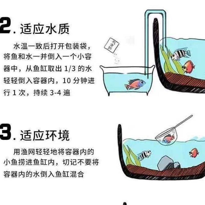 活鱼冷水观赏鱼懒人鱼养不死耐活锦鲤鱼苗活