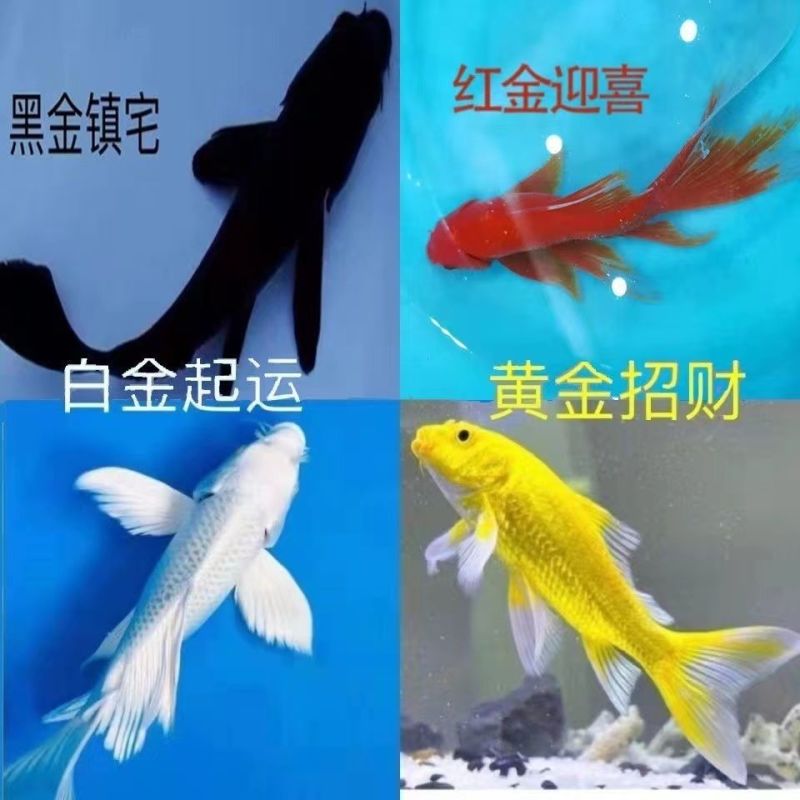 活鱼冷水观赏鱼懒人鱼养不死耐活锦鲤鱼苗活