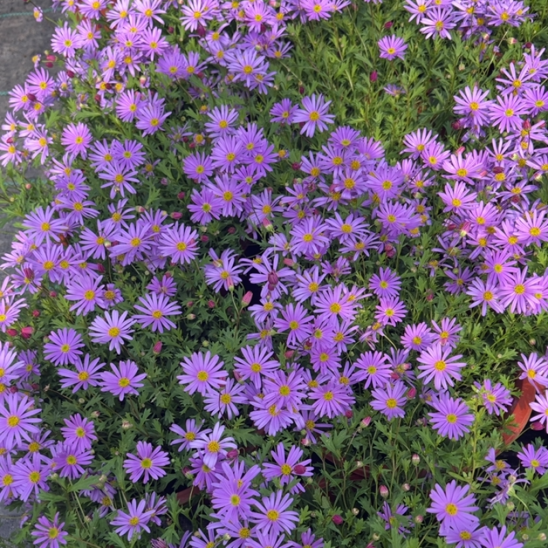 姬小菊