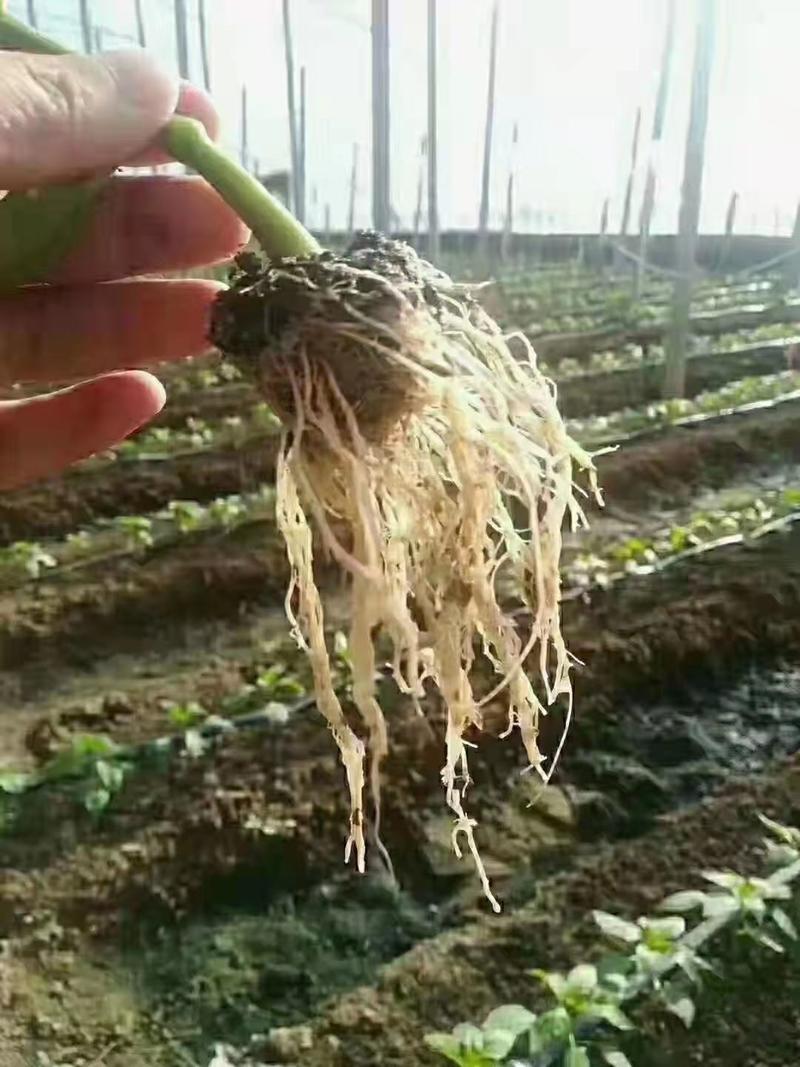 生根1号冲施肥生根壮苗密根护根活化土壤