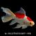 金鱼长尾草金观赏鱼金可食用荷包红鲤鱼冷水鹦鹉鱼纯种中国红
