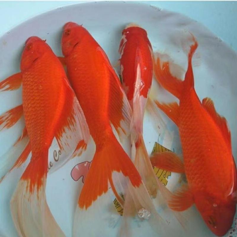 金鱼长尾草金观赏鱼金可食用荷包红鲤鱼冷水鹦鹉鱼纯种中国红