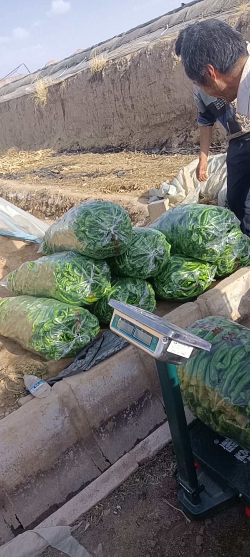 精品陇椒螺丝椒，产地一手货源，大量上货，欢迎订购