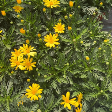 黄金菊