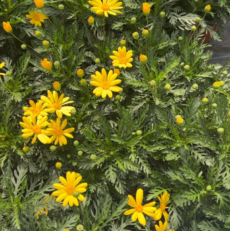 黄金菊