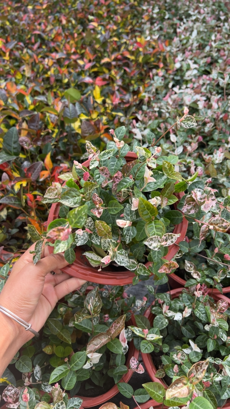 花叶洛石