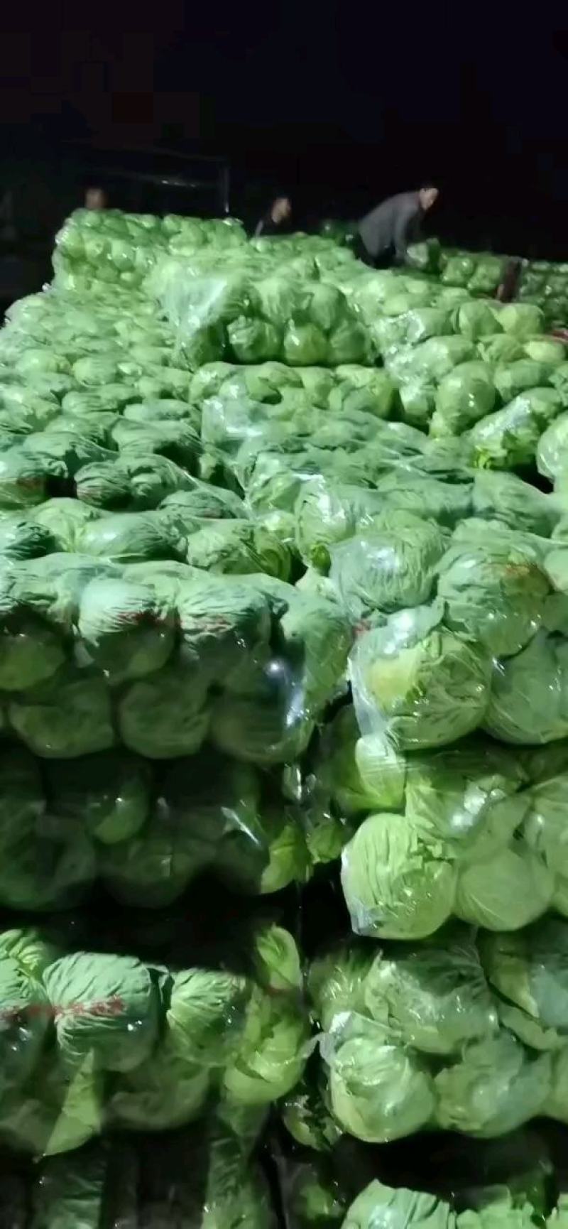 【实力】邯郸甘蓝大量上市中，货量大，产地直发！