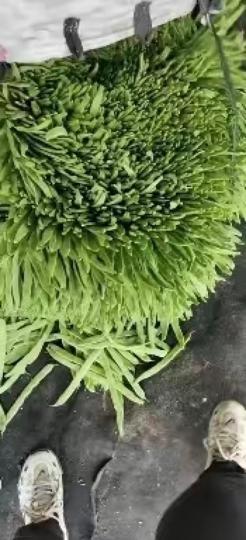【推荐】精品芸豆大量上市中产地直发可供商超批发市场量大从优