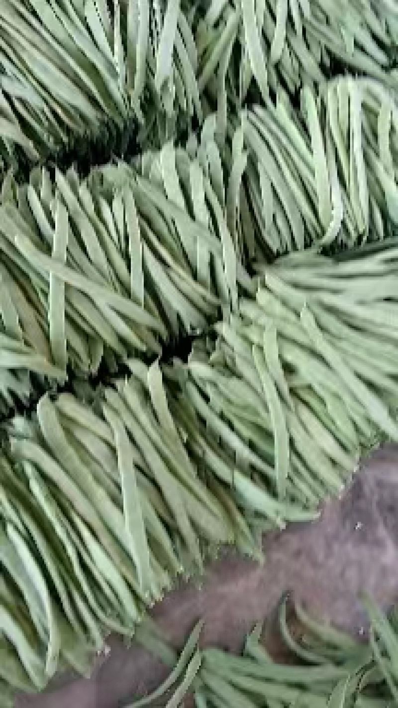 【推荐】精品芸豆大量上市中产地直发可供商超批发市场量大从优
