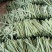 【推荐】精品芸豆大量上市中产地直发可供商超批发市场量大从优