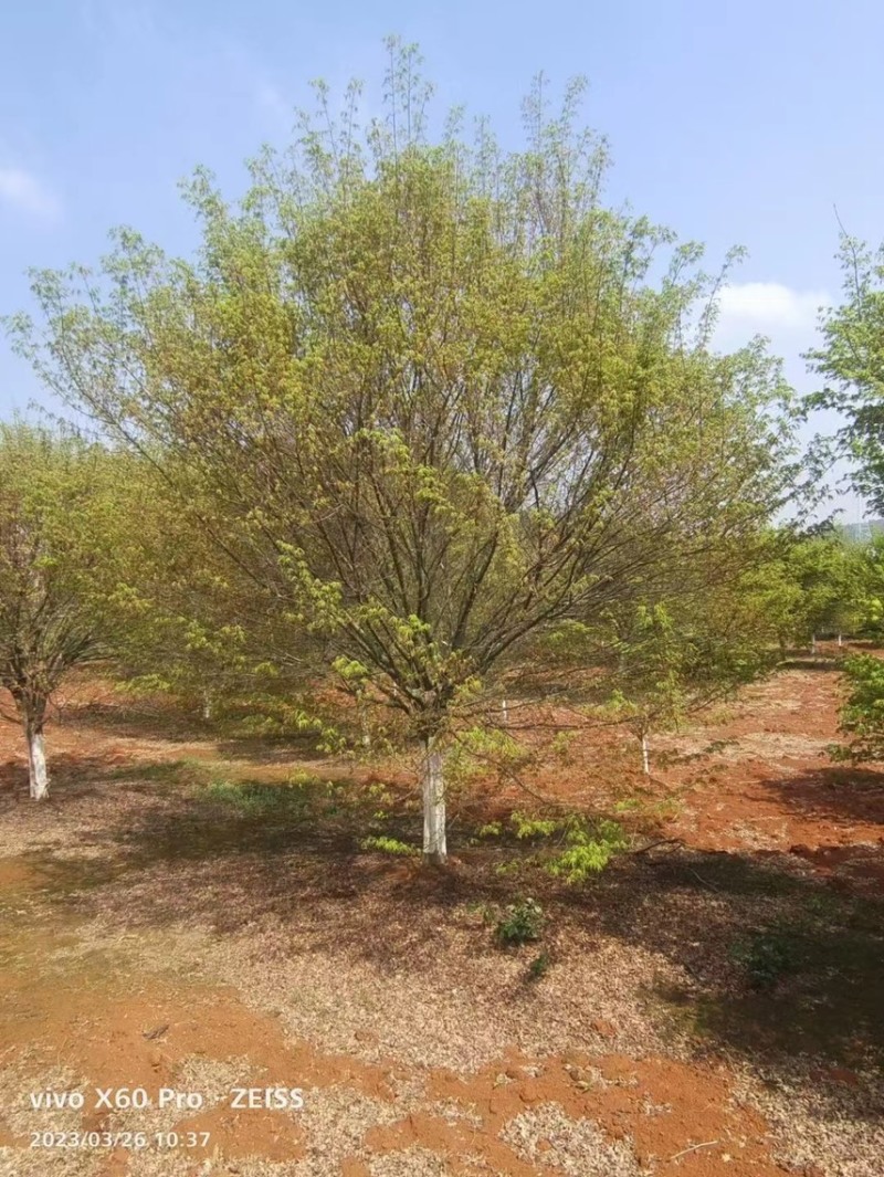 鸡爪槭，大小规格都有，本基地有上百亩鸡爪槭可供挑选
