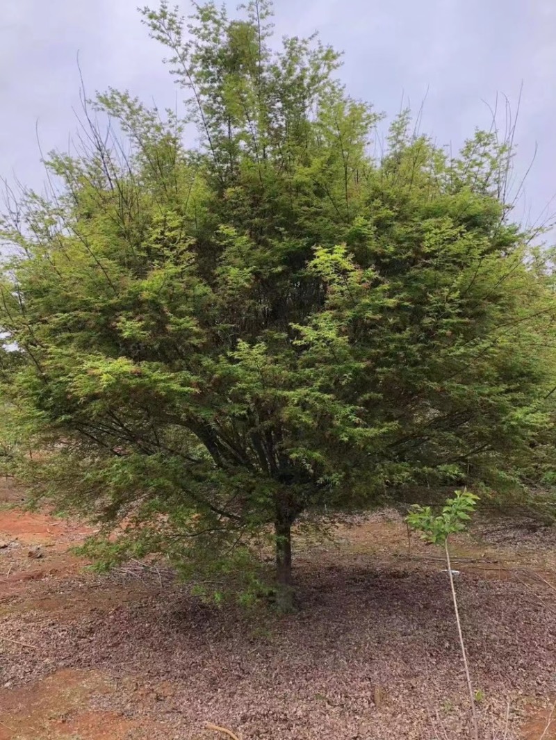 鸡爪槭，大小规格都有，本基地有上百亩鸡爪槭可供挑选