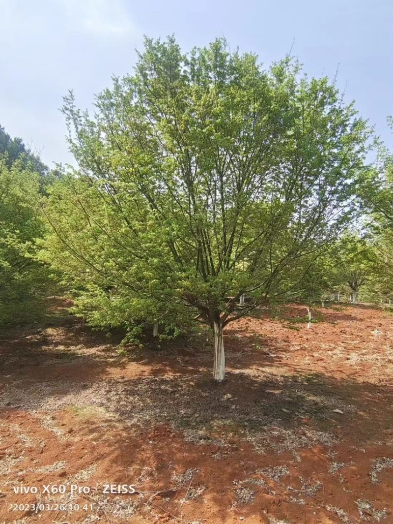 鸡爪槭，大小规格都有，本基地有上百亩鸡爪槭可供挑选