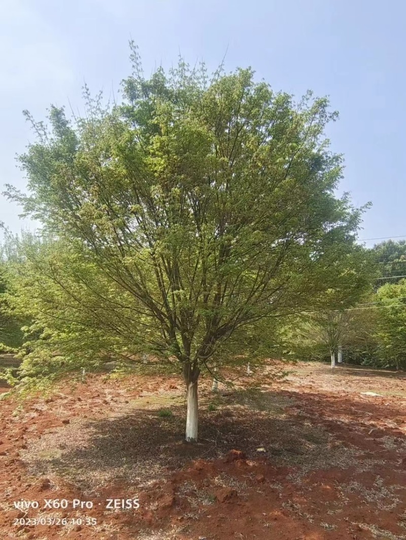 鸡爪槭，大小规格都有，本基地有上百亩鸡爪槭可供挑选