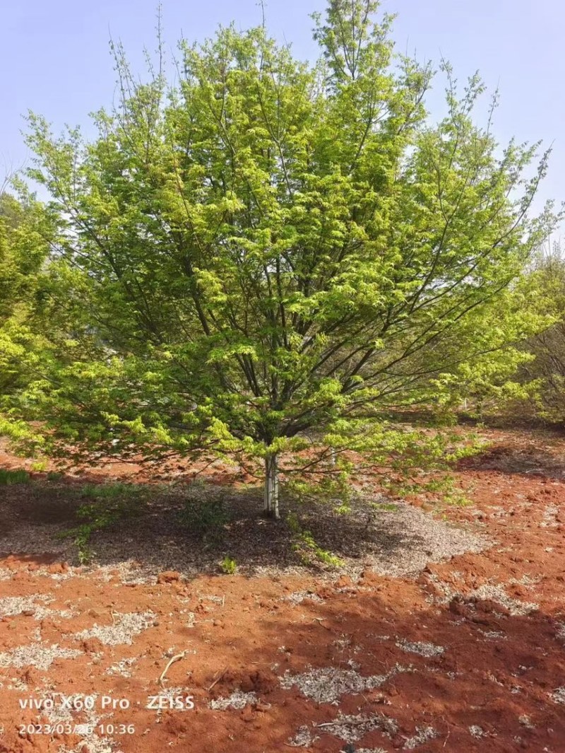 鸡爪槭，大小规格都有，本基地有上百亩鸡爪槭可供挑选