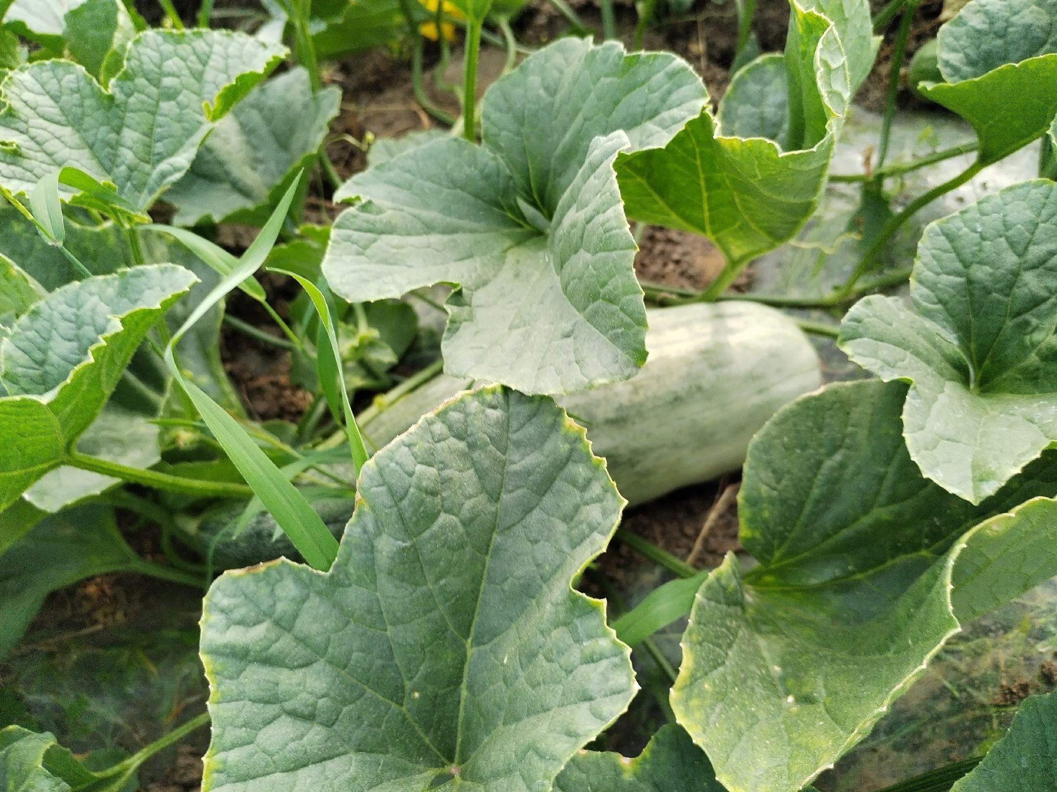 甜瓜主要品种对比图