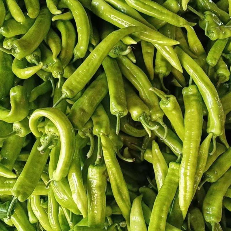 精品尖椒大量供应产地直发一手货源诚信代收量大从优