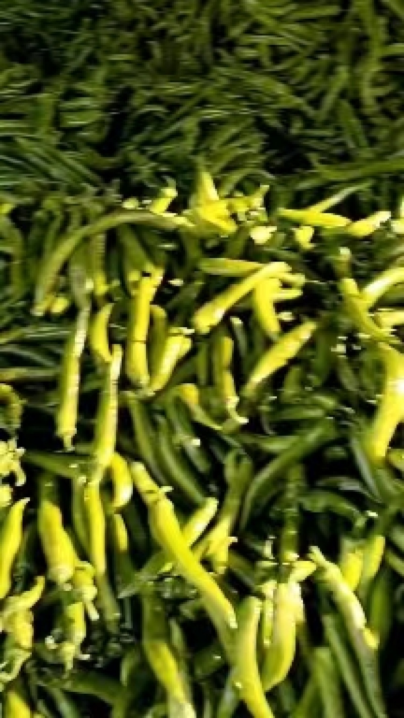 精品尖椒大量供应产地直发一手货源诚信代收量大从优