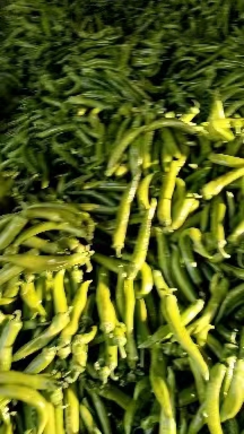 精品尖椒大量供应产地直发一手货源诚信代收量大从优
